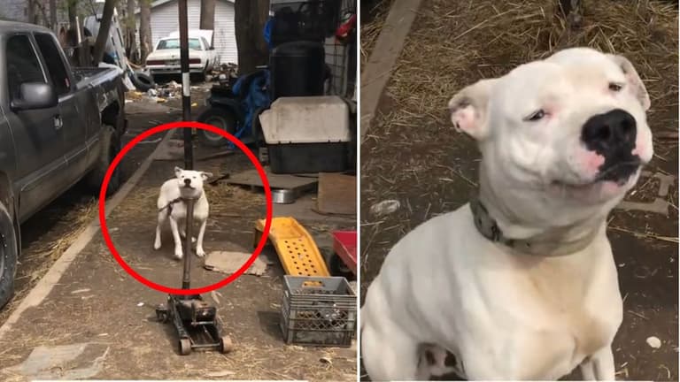 Chained Dog's Incredible Reaction to Human Interaction Will Break Your Heart