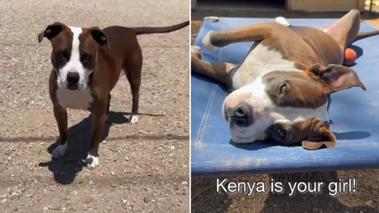 Kenya, Abandoned Pit Bull