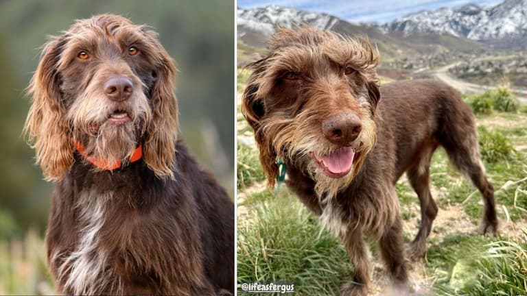 the Pudelpointer
