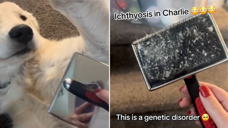 Ichthyosis in Dogs
