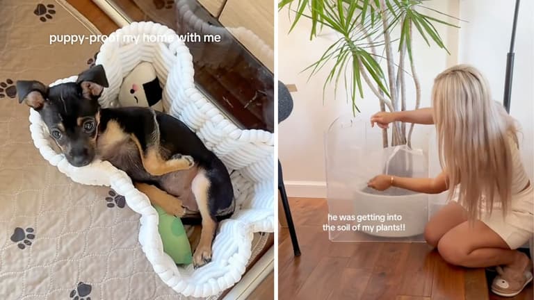 How to Puppy Proof Your Apartment Like a Pro