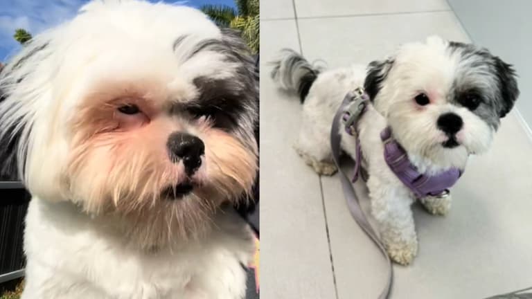 Shih Tzu Owner Shares Little-Known Tip That Helped Clear Dog's Tear Stains for Good 