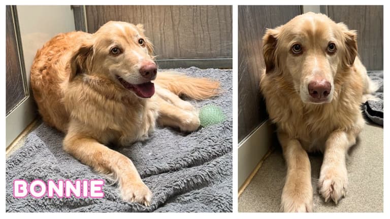 This Shut-Down Shelter Dog Finally Found Her Forever Home—Wait Until You See Her Reaction!