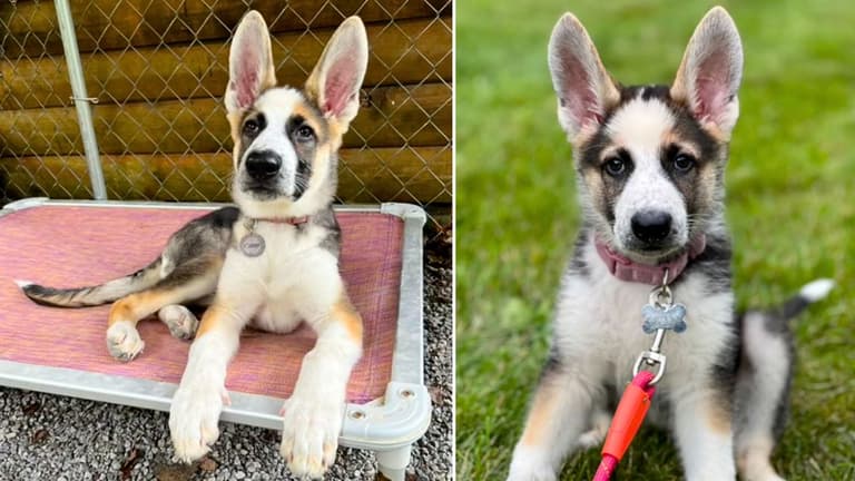 Panda German Shepherds