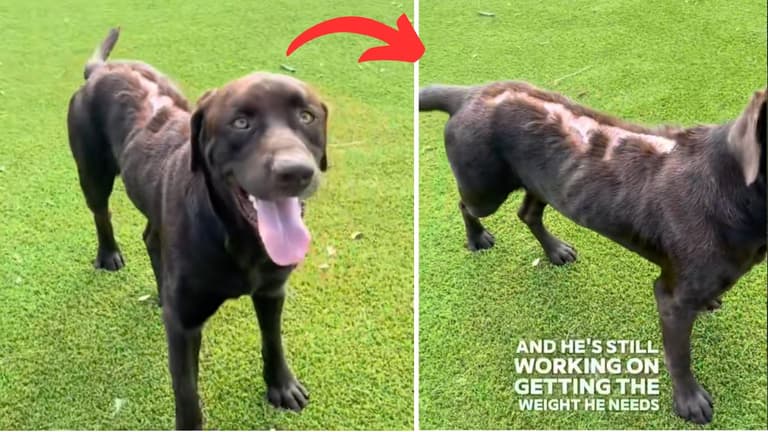 dog with burn marks