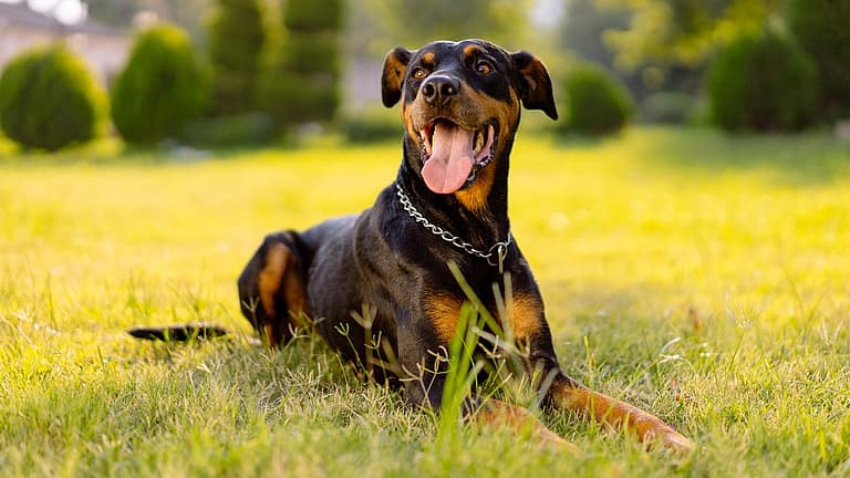 How a Tax Collector Accidentally Created a Legendary Guard Dog