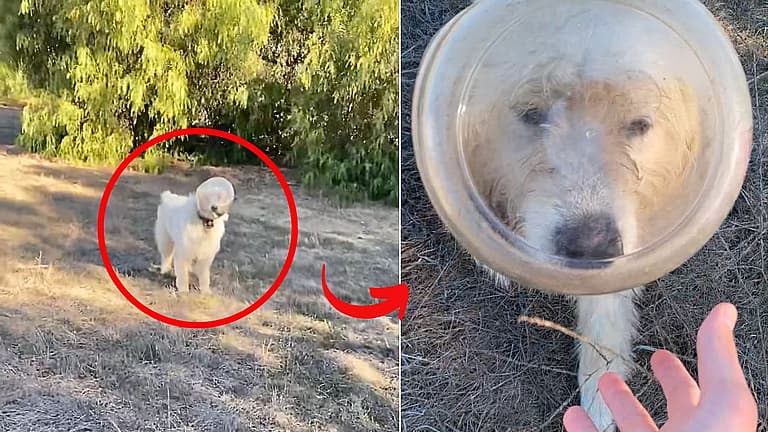 Pup Gets Head Stuck in Pretzel Container