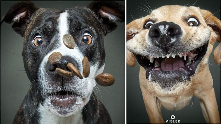 The Funniest Mid-Air Dog Treat Catches Captured on Camera