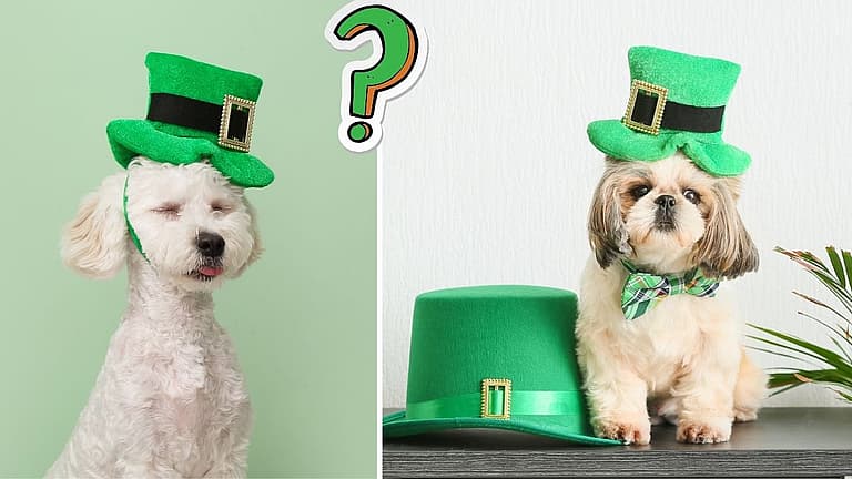 Ireland's Favorite Dog