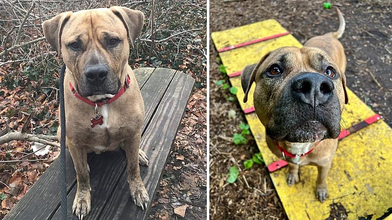 Dog up for adoption: Bentley