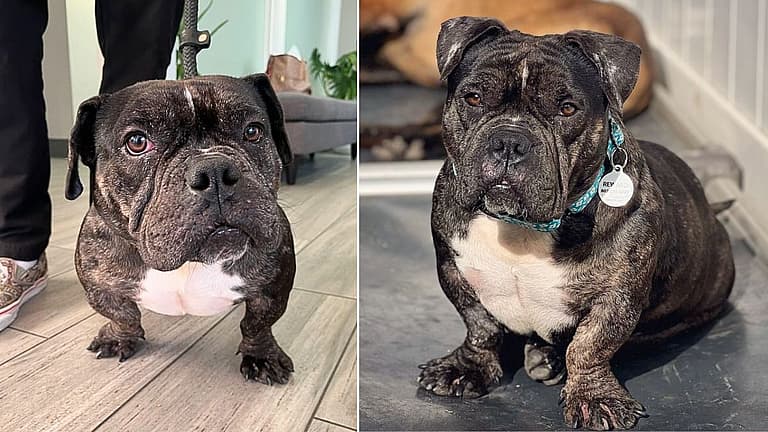 Dog up for Adoption: Mama Dog Abandoned After Over-Breeding is Ready For a Life of Her Own