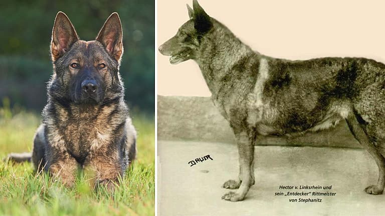 Sable German Shepherds