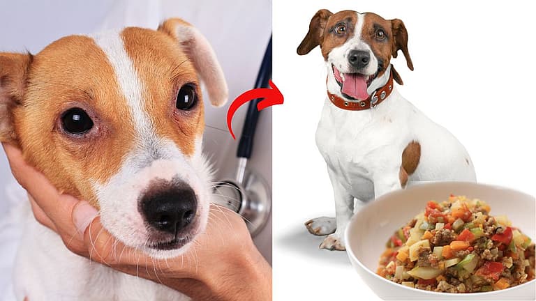Best Dog Foods for Dogs with Allergies