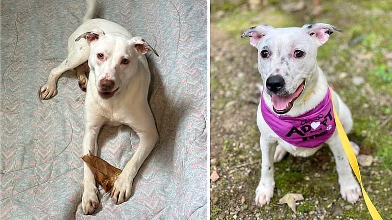 Tears as Cattle Dog Siblings Mark 1st Birthday in Rescue, as they Patiently Wait for Forever Home