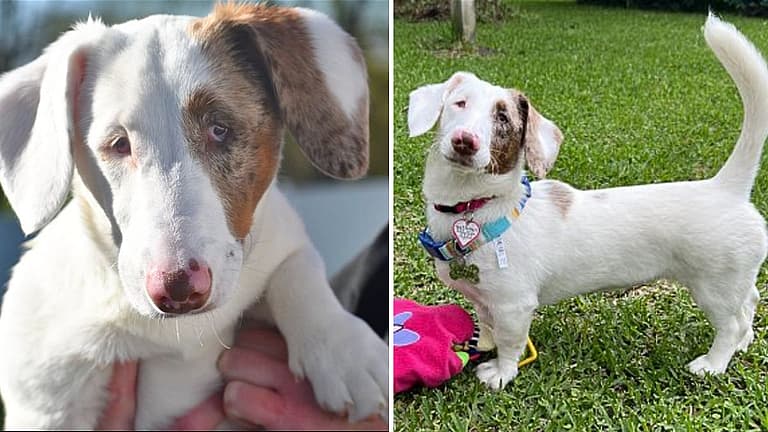 Gretchen - Dog's up for adoption