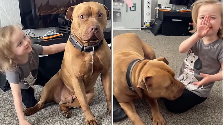 Viral Clip of Kid and XL Bully Shows the Signs Every Parent Needs to Know