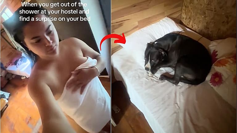 Woman Returns to Hotel to Find Stray Mama Dog Napping in Her Bed - What Happens Next Will Melt Your Heart