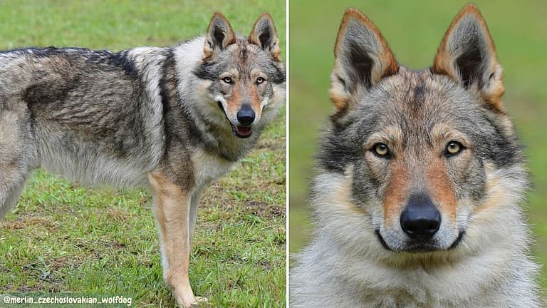 Czechoslovakian Wolfdogs