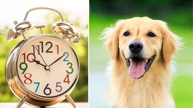 Golden Retriever’s Lifespan