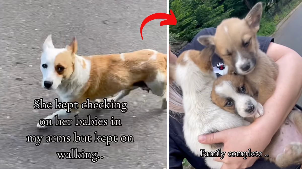 Mama Dog's Selfless Actions Led Rescuers Straight to Her Hidden Puppies