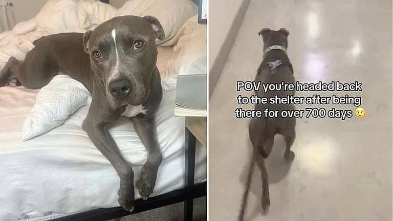 Sweet shelter dog has watched people pass him by for 700 days as if he doesn’t exist