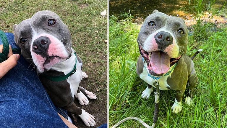 Sweet Blue Pittie Rescued from Deplorable Living Conditions, Now Seeks Loving Home