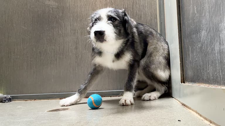 Watch the Moment this Scared Dog is Reunited with His Brother