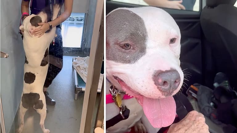 From Backyard Breeding To Beloved Pet: Dog's Tail Wags Non-Stop After Adoption