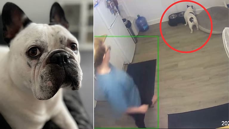 Quick-Thinking French Bulldog Owner Saves Pup's Life with Dog Heimlich—Watch the Incredible Moment!