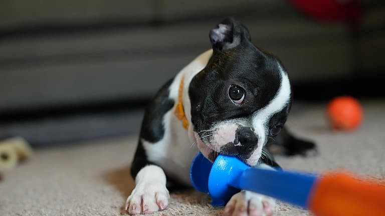 Not Sure How to Help Your Teething Puppy? This Golden Retriever Owner Has the Answers