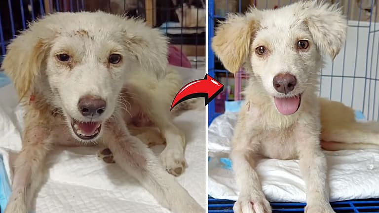 Happy Tears as Stray Dog's Devastating Accident Led to an Incredible Transformation