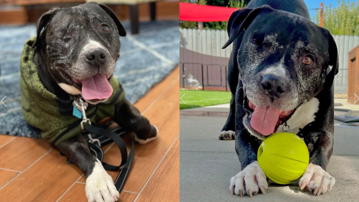 Majik: One-Eyed Hero: How This Senior Pup Is Battling Back Against the Odds