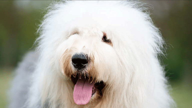 White Fluffy dog: English sheepdog