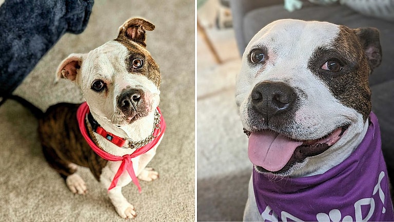 Dog Rescue: Days From Euthanasia, Mama Pittie Finds Hope; Her Remarkable Rescue Sparks Joy