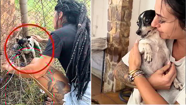 Dog Rescue: Scared Dog Who Only Knew Fear Discovers What Love Feels Like For The First Time