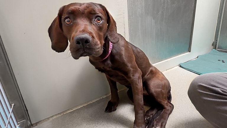 sitting with dogs - Jenny
