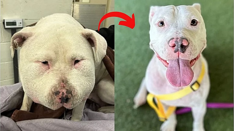 Dog Transformation: Abused Dog's Walmart Nightmare Turns Into Fairy Tale Ending with Forever Home