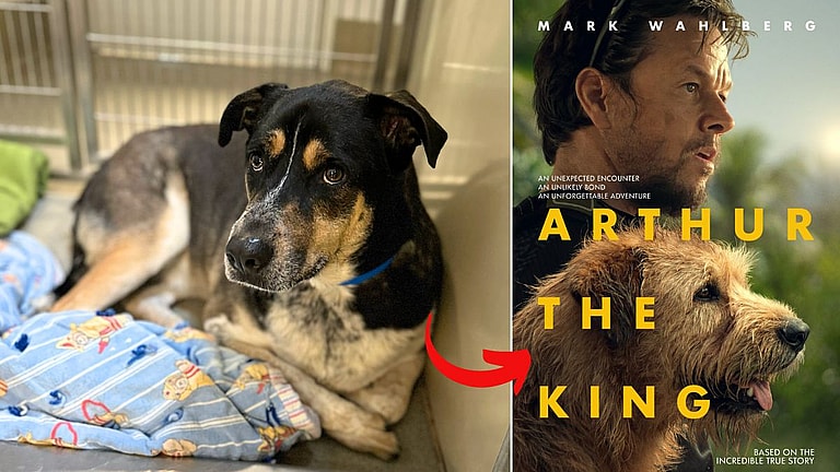 Dog up for adoption: Discarded Dog Hopes for Storybook Ending Like "Arthur the King"