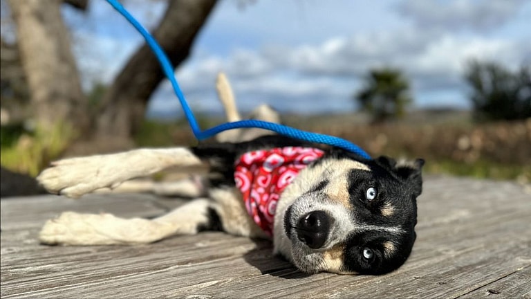 Dog Rescue and up for adoption: She's Just A Baby Herself, But This Husky Hero Kept Her 7 Pups Safe After Being Dumped in a Park