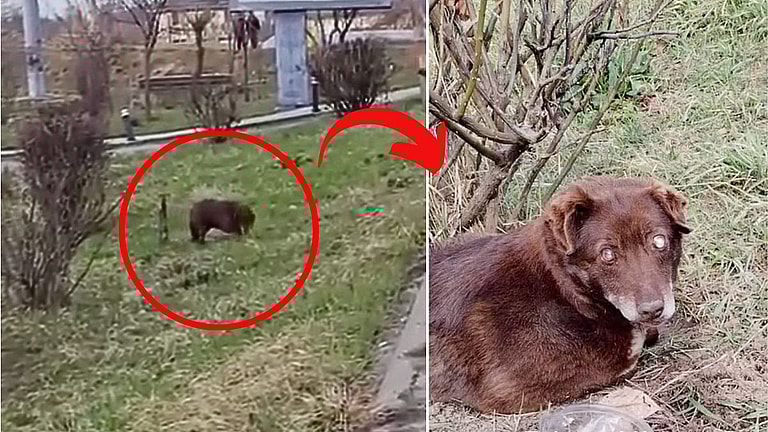 Blind Abandoned Dog Survived on Strangers' Kindness in Romania Until Help Arrived