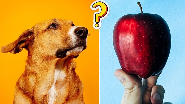 Can dogs eat apples?