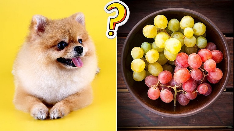 Can Dogs Eat Grapes?