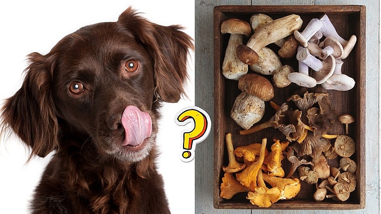 Can Dogs Eat Mushrooms?