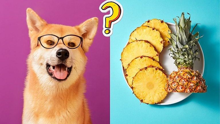 Can Dogs Eat Pineapple