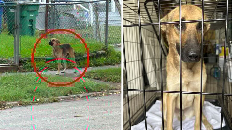 dog up for adoption: Starving, Injured Stray German Shepherd Lured Off Streets With Clever Rescuer's Chicken Trap