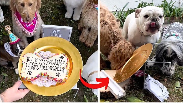 Dog Epic Birthday Bash: Labradoodle's Birthday Cake Lasts Seconds Before It's Wolfed Down in Epic Pawty