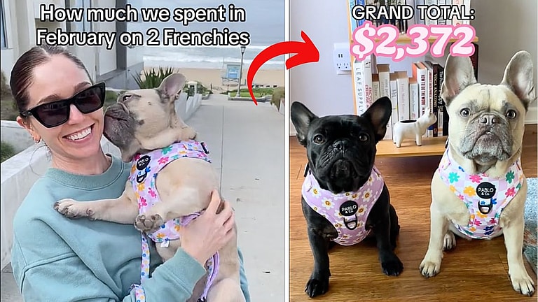cost of having french bulldog
