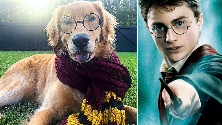 Harry Potter Dog Names