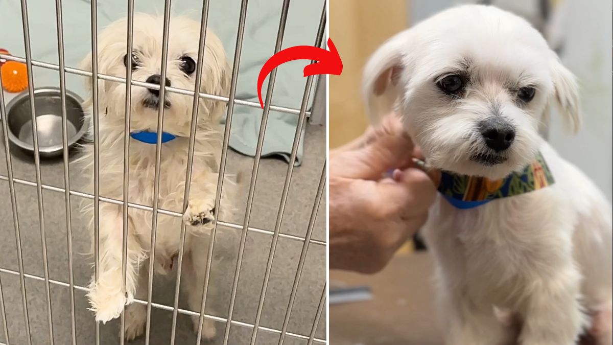 Dog makeover: Keanu's Comeback: How a 'Cool Breeze' Blowed Away the Gloom of Shelter Life!