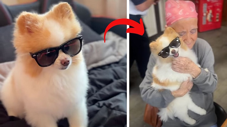 How a Viral Therapy Dog Brought Joy to a Cancer Patient's Final Weeks